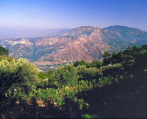 Vineyard above the Savuto valley Calabria Italy
