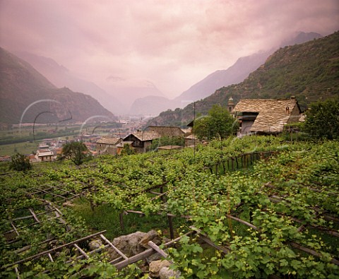 Nebbiolo vines on pergolas at Carema in the Aosta  Valley Piemonte Italy   Carema