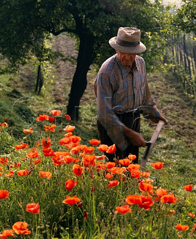 Scything poppies in the spring near Barolo Piemonte Italy