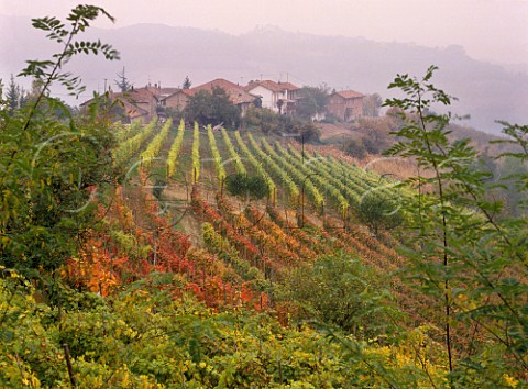 Autumnal vineyards near Serralunga dAlba Piemonte   Italy   Barolo