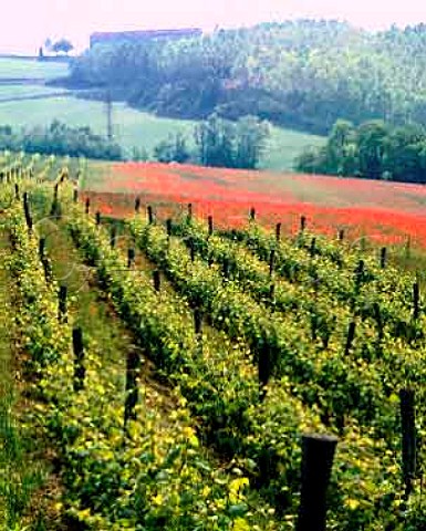 Vineyard in the spring near Rossignano Monferrato   Piemonte Italy