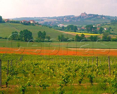 Spring in vineyards at San Giorgio Monferrato    Piemonte Italy
