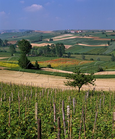 Vineyard at Grana northeast of Asti Piemonte   Italy  Barbera dAsti