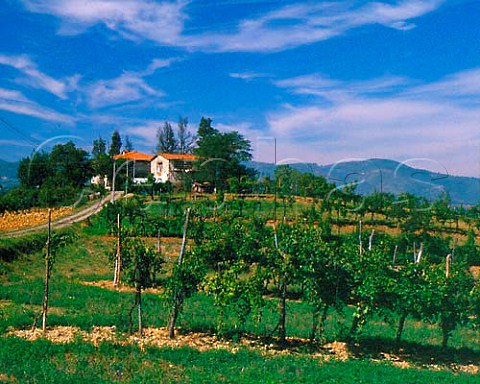 Vines trained on trees near Incisa in Val dArno   Tuscany Italy  Chianti