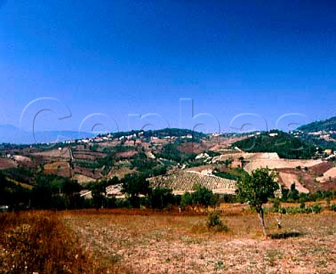 Vignadangelo vineyard of Mastroberardino at Santo Paolina near Avellino Campania Italy Greco di Tufo