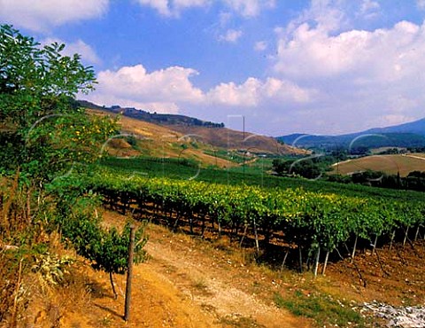Vineyard in the Alban Hills near Frascati Lazio   Italy  DOC Frascati