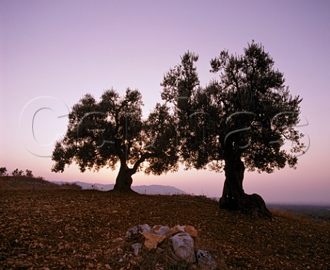 Two old olive trees at dusk Puglia Italy