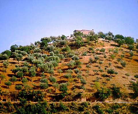 Olive trees on hillside  Frascineto Calabria Italy