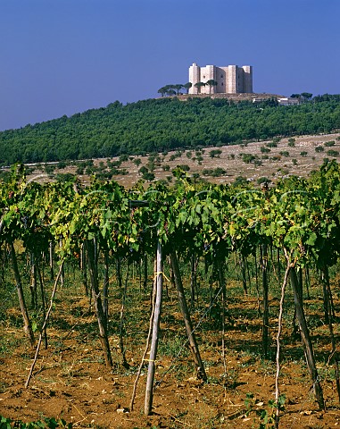 Vineyard below Castel del Monte c1200 built by Friedrich II of Hohenstaufen Andria Puglia Italy   Castel del Monte