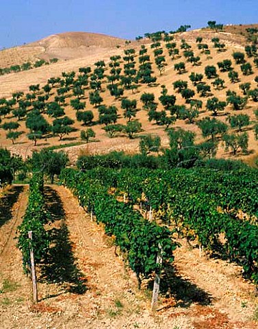 Vineyard and olive grove near San Severo Puglia   Italy
