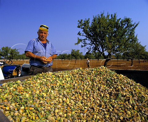 Almond harvest Puglia Italy