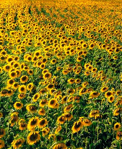 Field of sunflowers Guglionesi Molise Italy