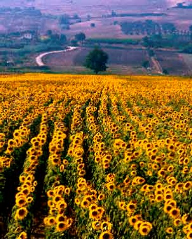 Field of sunflowers Guglionesi Molise Italy