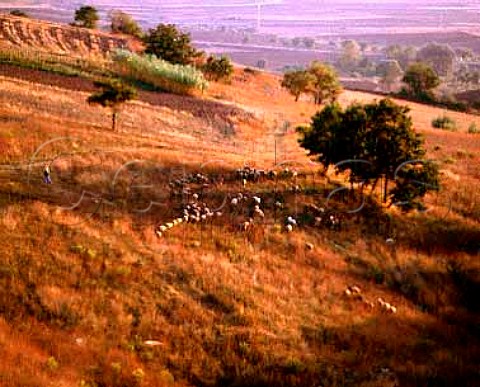 Sheep on hillside near Rionero in Vulture   Basilicata Italy