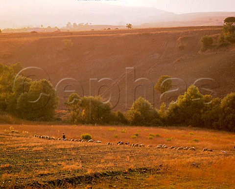 Flock of sheep near Rionero in Vulture Basilicata   Italy