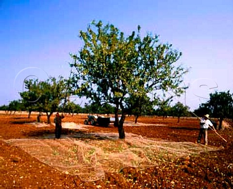 Almond harvest   Puglia Italy