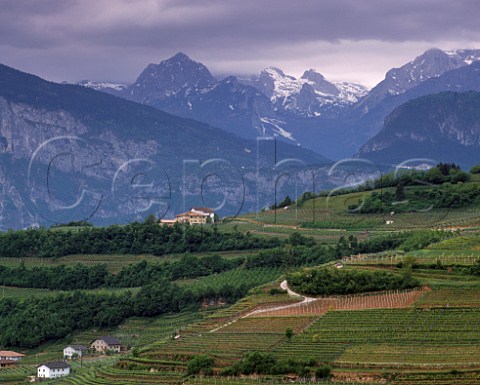 Vineyards at Palu in the Valle di Cembra with the   Gruppo di Brenta beyond Trentino Italy   DOC   Trentino