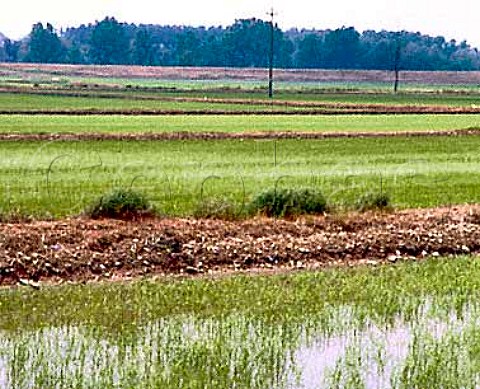 Rice fields  Vercelli west of Milan