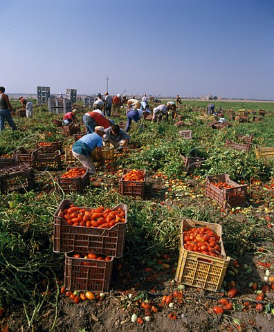 Harvesting tomatoes near Foggia Puglia Italy