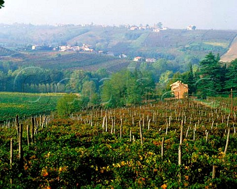 Vineyards of the Oltrep Pavese Lombardy Italy