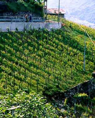 Vineyard at Castione near Sondrio Lombardy Italy   Valtellina