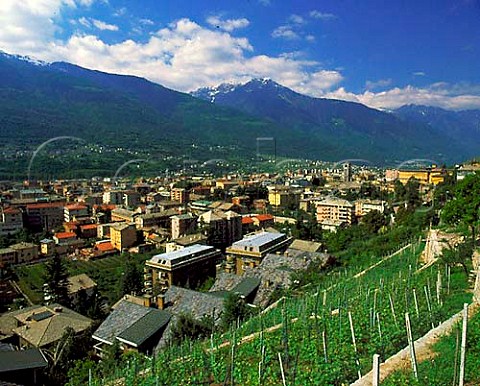 Chiavennasca vineyard above Sondrio and the Adda   Valley Lombardy Italy   Grumello  Valtellina