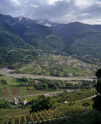 Chiavennasca vineyards in the Adda Valley Near Sondrio Lombardy Italy  Valgella  Valtellina