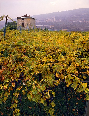 Building in a vineyard of Masi which is used for drying grapes for Amarone and Recioto Negrar Veneto Italy Valpolicella