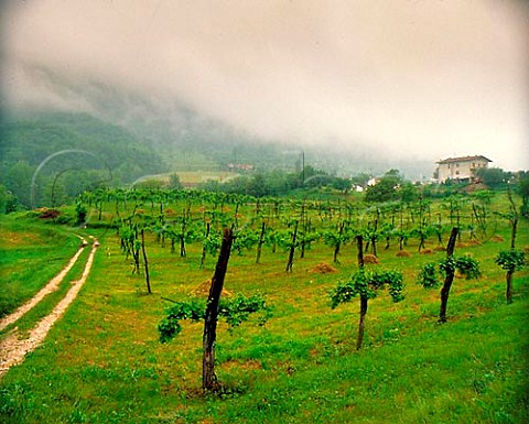 Vineyard at Reuine near Vittorio Veneto Veneto    Italy