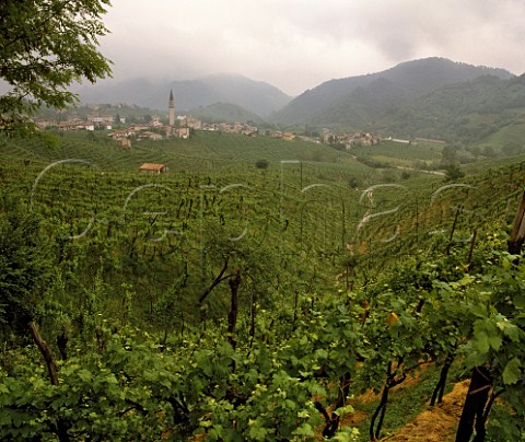 Vineyards surrrounding village of Guia near  Valdobbidene Veneto Italy  Prosecco di ConeglianoValdobbidene