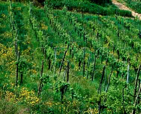 Vineyard at San Floriano di Collio Friuli Italy  Collio