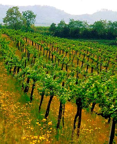 Vineyards near San Floriano del Collio Friuli   Italy  Collio Goriziano