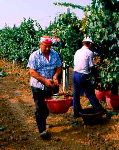 Harvesting Chardonnay grapes of Lungarotti  Torgiano Umbria Italy