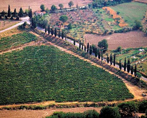 Vineyards below the old town of Orvieto Umbria   Italy