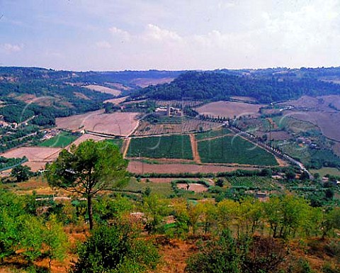 Vineyards and La Badia monastery Orvieto Umbria   Italy