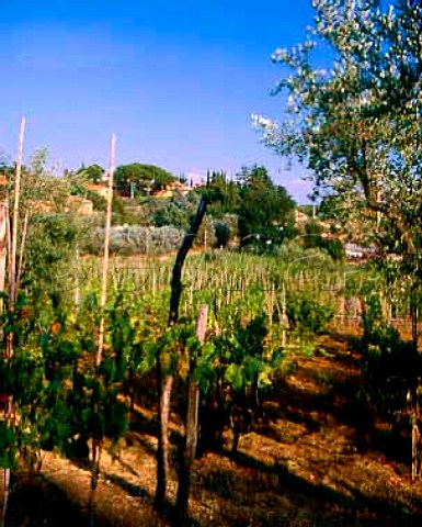 Vineyard in the Alban Hills near Velletri   Lazio Italy    Velletri