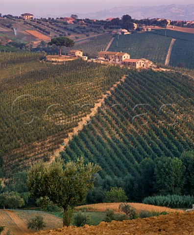 Vineyards and fruit trees near Controguerra Abruzzi Italy Montepulciano and Trebbiano dAbruzzo