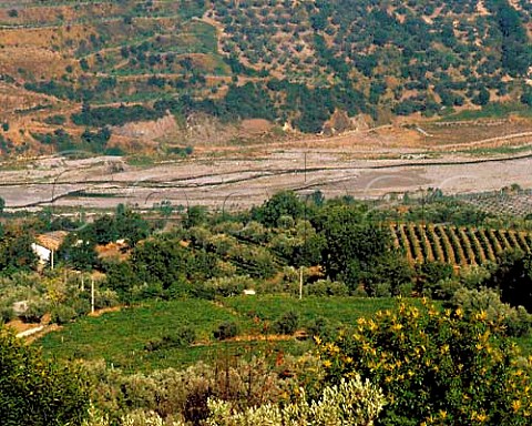 Vineyards on the slopes of the Savuto Valley   Calabria Italy   DOC Savuto
