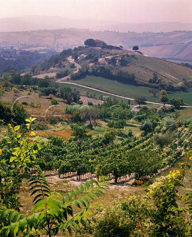 Vineyard on the slopes of Monte Conero   Camerano Marches Italy Rosso Conero