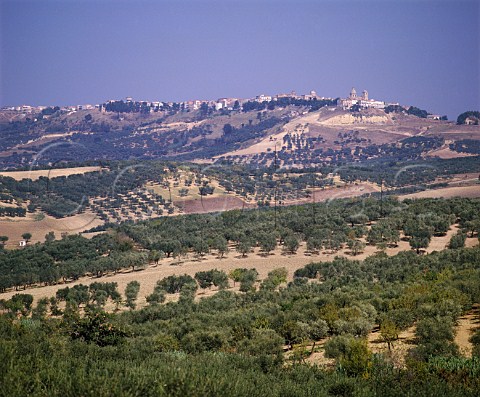 View over olive groves to town of Serracapriola   Puglia Italy