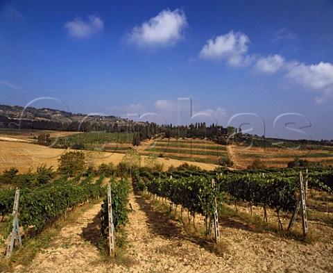 Vineyard on the Il Greppo estate of Biondi Santi   Montalcino Tuscany   Brunello di Montalcino