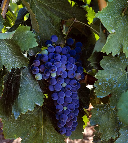 Aglianico grapes Italy