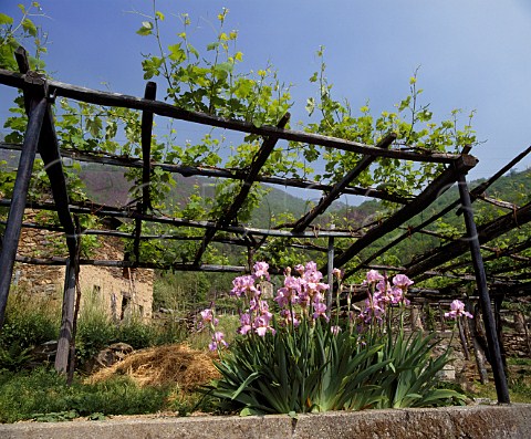 Nebbiolo vines known here as Picutener trained on   pergolas at Carema Piemonte Italy  Carema