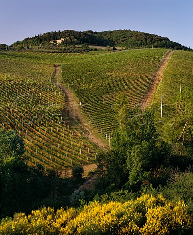 The Tignanello vineyard of Antinori on their Santa Cristina Estate The centre triangle is the Solaia vineyard planted with Cabernet Sauvignon  Mercatale Val di Pesa Tuscany Italy