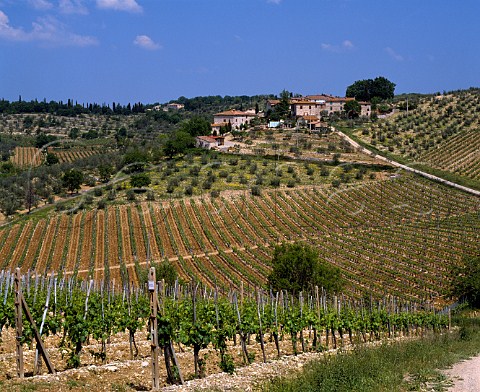 The hamlet of Ama viewed over vineyards of   Castello di Ama near Lecchi Tuscany Italy   Chianti Classico