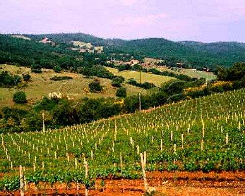 Vineyard of Fattoria dei Barbi Montalcino Tuscany   Italy     Brunello di Montalcino