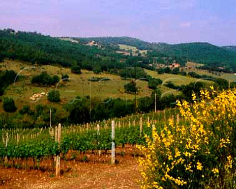 Vineyard of Fattoria dei Barbi Montalcino Tuscany   Italy    Brunello di Montalcino