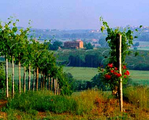Vineyard on the Vallocaia estate of Rudolf Bindella   Argiano near Montepulciano Tuscany Italy      Vino Nobile di Montepulciano