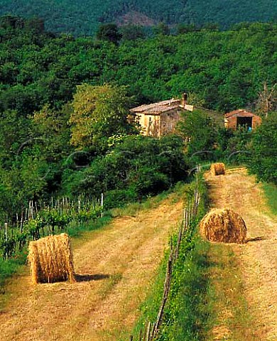 Rustic vineyard Montepulciano Tuscany