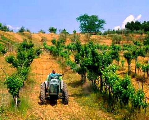 Spraying vines which have been trained on trees   near Cavriglia Tuscany Italy     Chianti